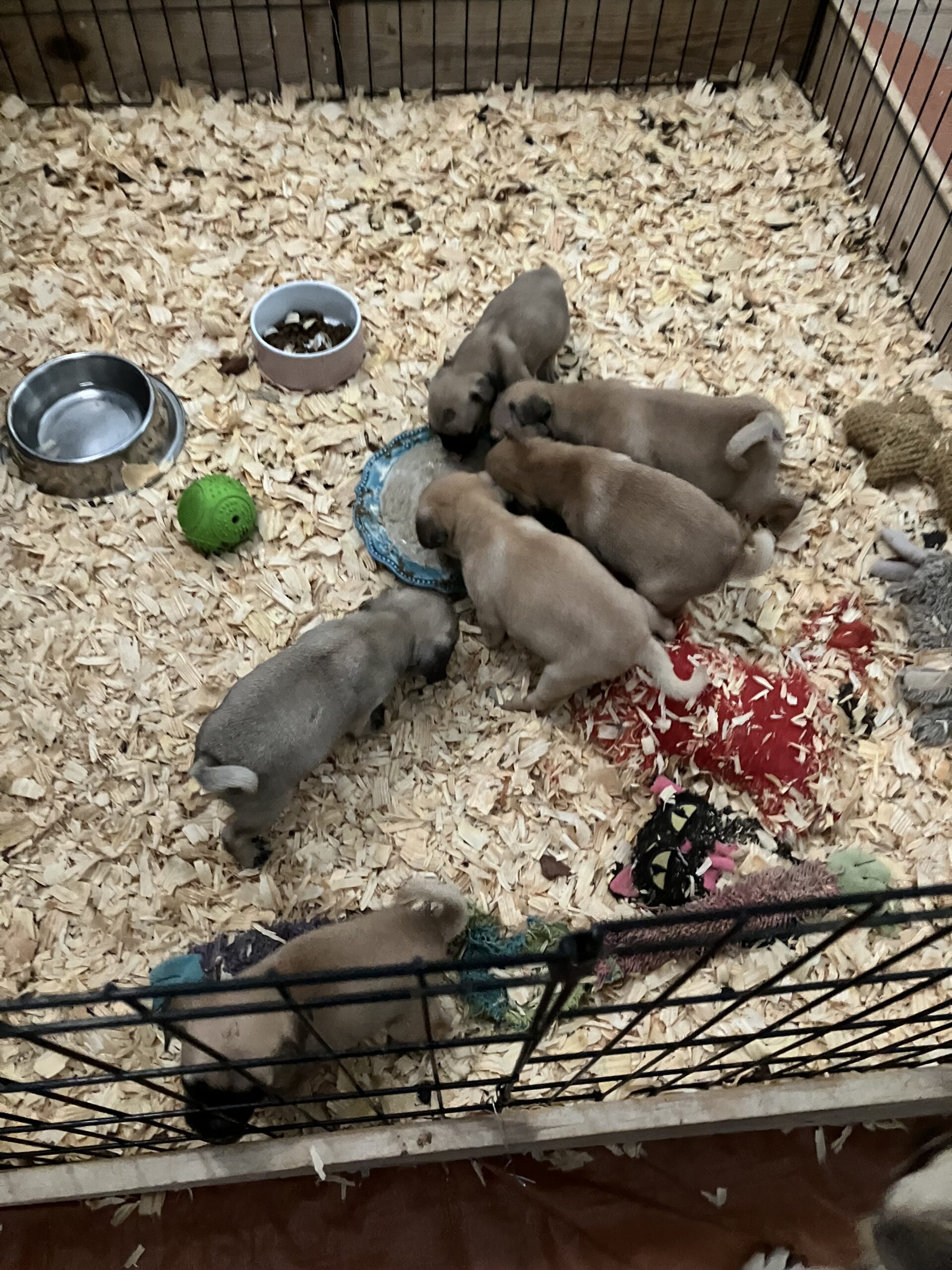 6 week old pug puppies