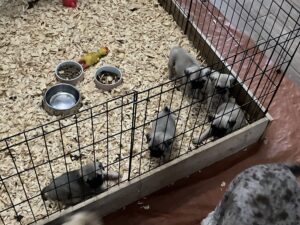 6 week old pug puppies
