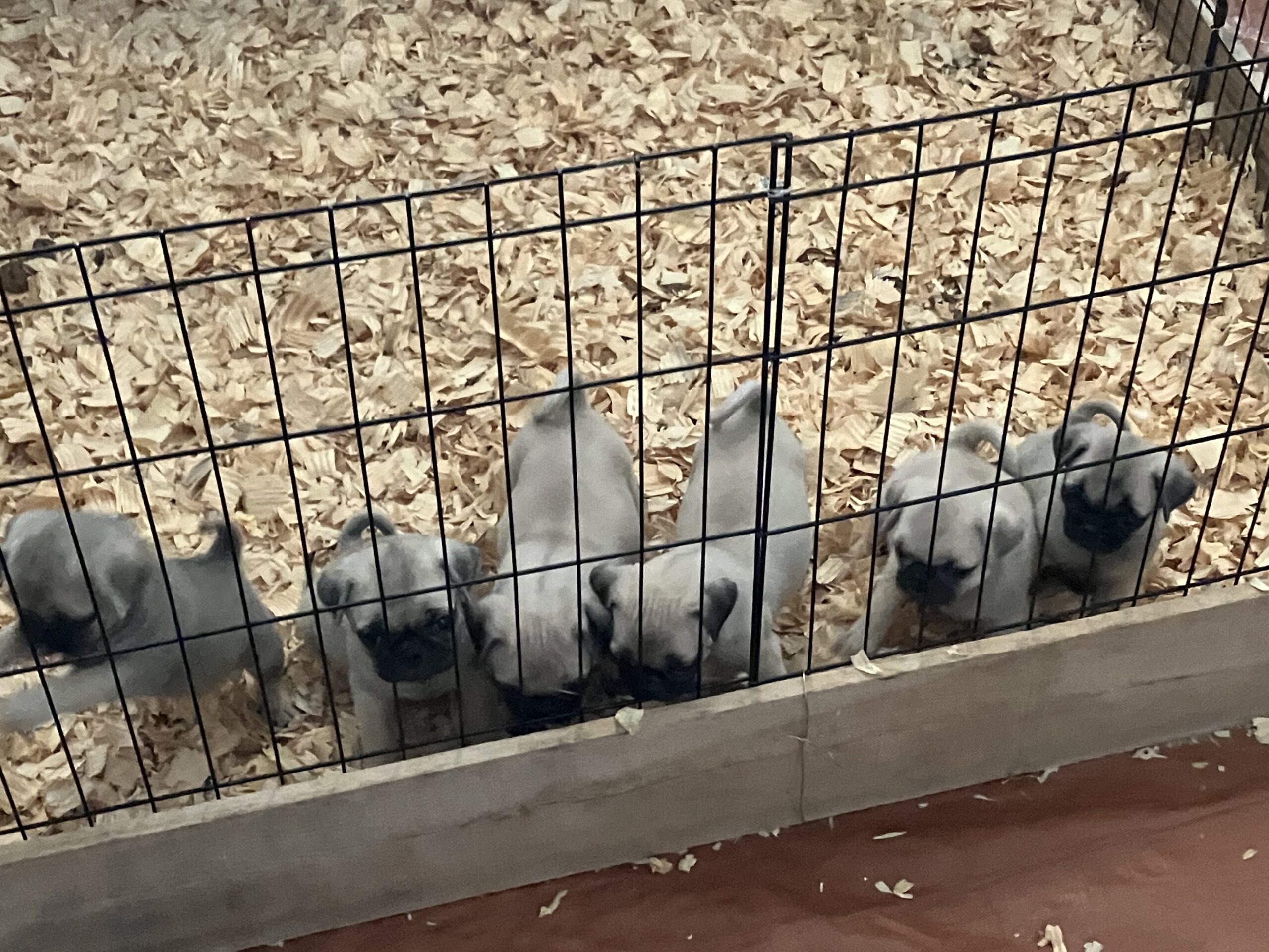 7 week pug puppies