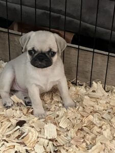 8 week old female pug puppy for sale