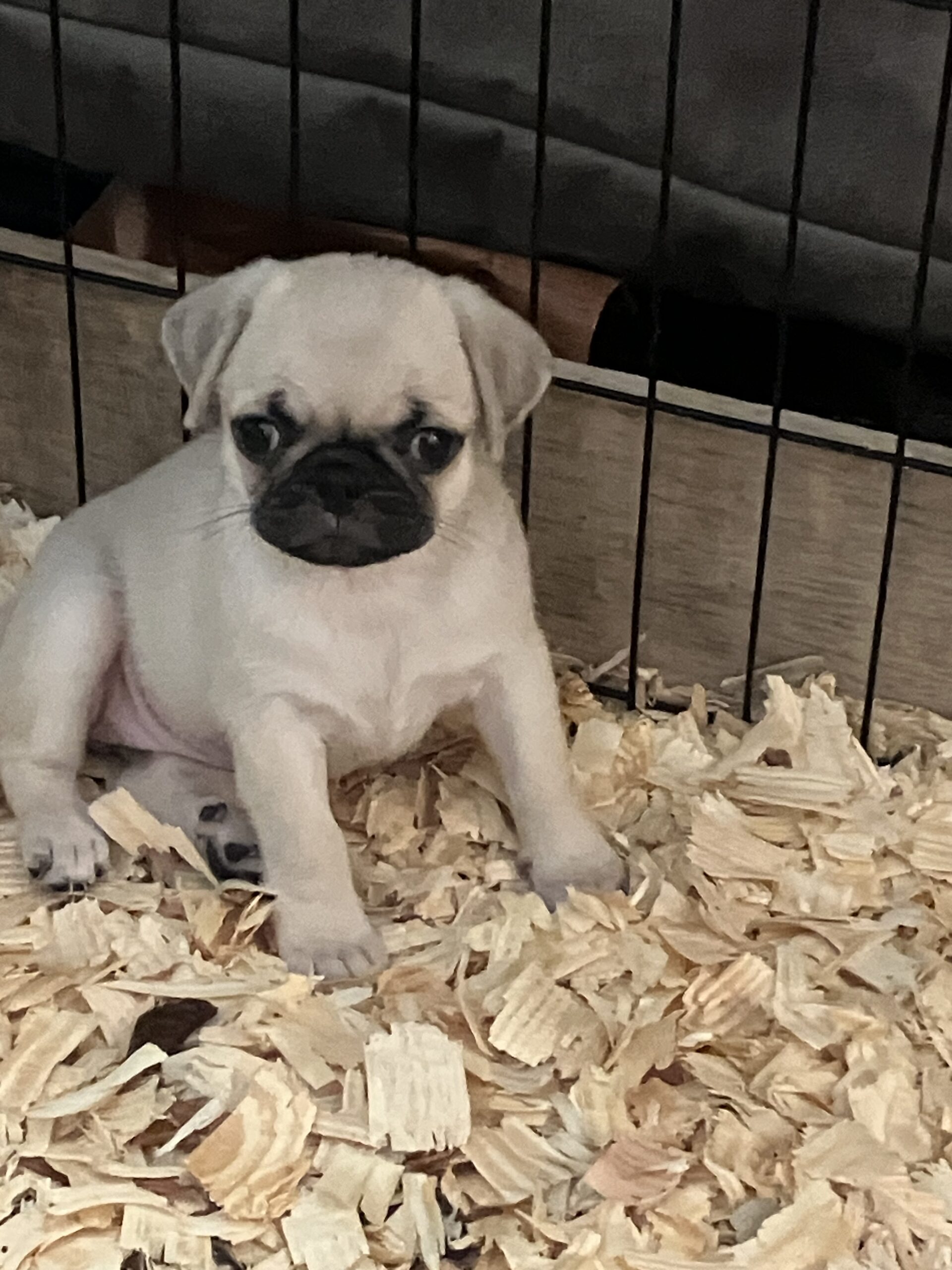 8 week old female pug puppy for sale