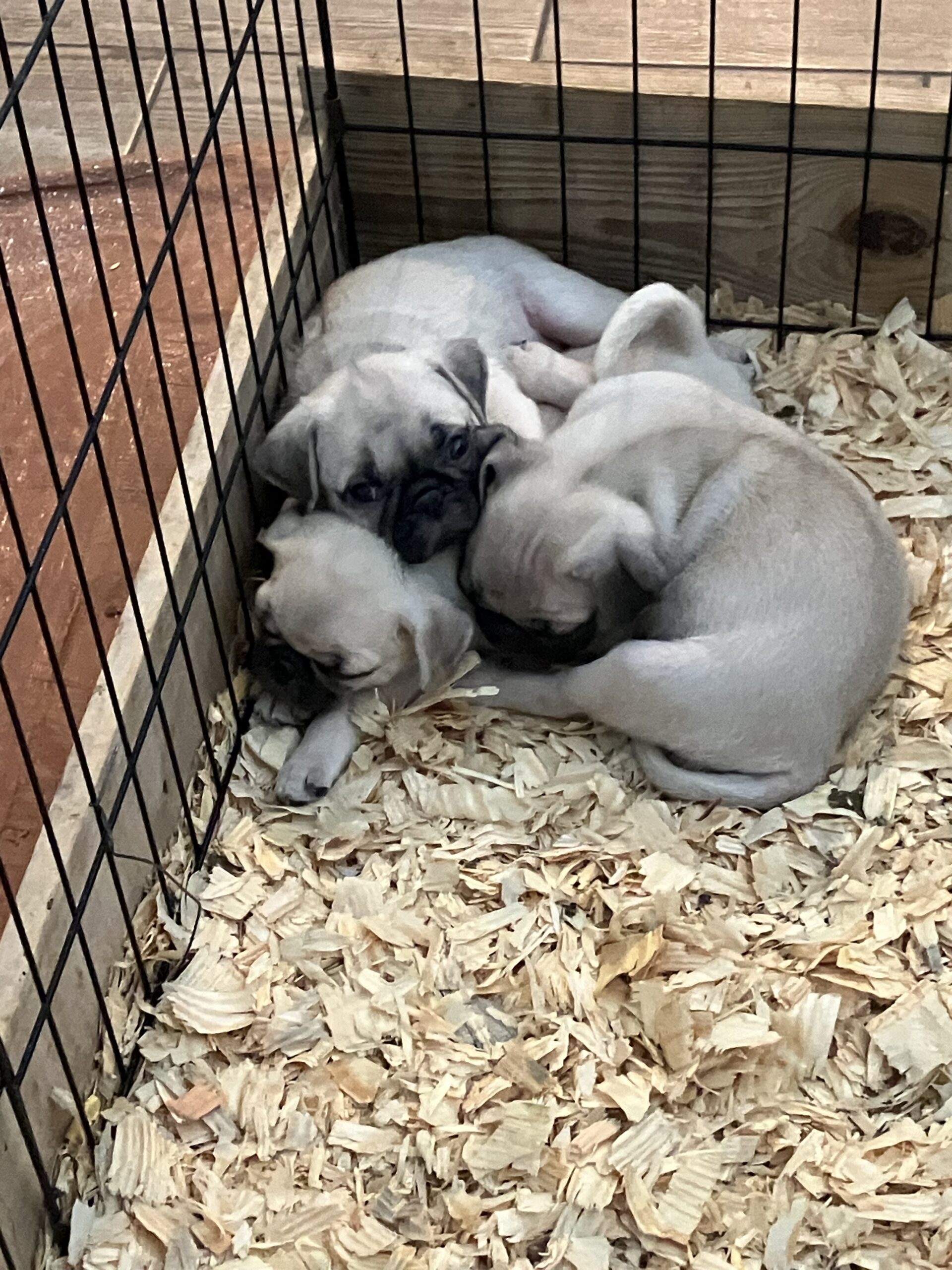 7 week old pug puppies