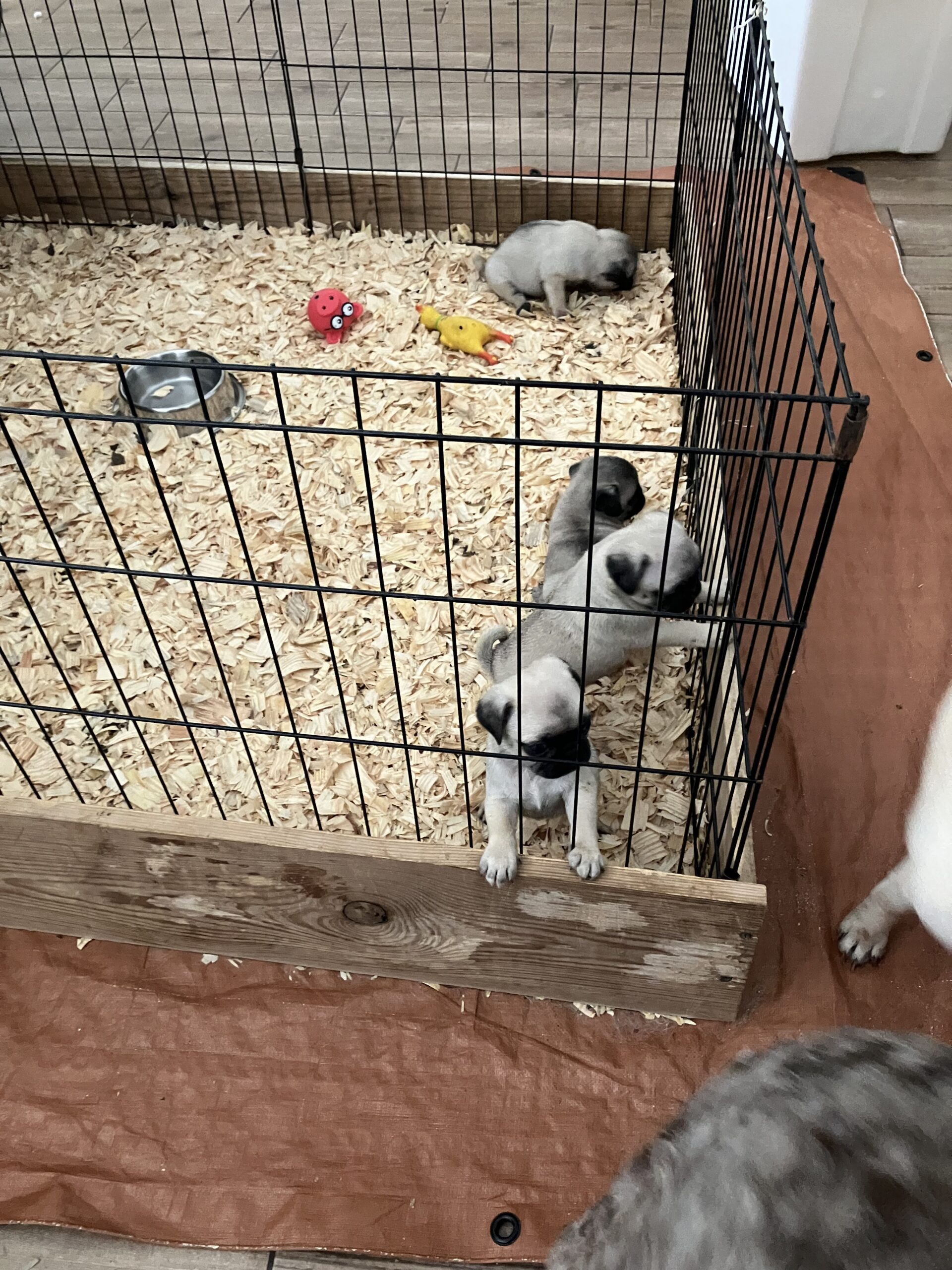 5 week old pug puppies