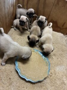 these pug puppies are 3 weeks old